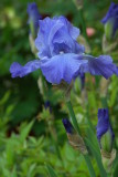 Old Westbury Gardens