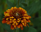 Clark Botanic Garden