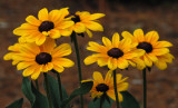 Clark Botanic Garden