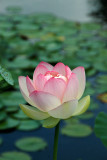Brooklyn Botanic Garden