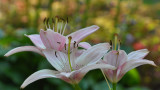 Old Westbury Gardens