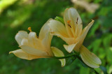Old Westbury Gardens