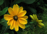 NY Botanical Garden
