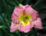 Clark Botanic Garden