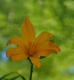 Old Westbury Gardens