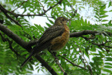 The River Cafe Bird