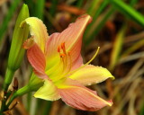 Planting Fields Arboretum