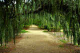 Planting Fields Arboretum