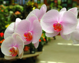 Martin Viette Nursery