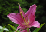 NY  Botanical Garden