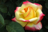 NY Botanical Garden
