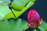Brooklyn Botanic Garden