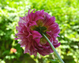 Bayard Cutting Arboretum