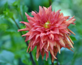 Bayard Cutting Arboretum