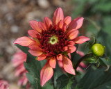 Planting Fields Arboretum