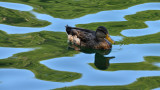 Central Park Duck