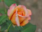 Clark Botanic Garden