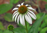 Clark Botanic Garden