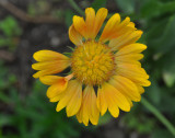 Clark Botanic Garden