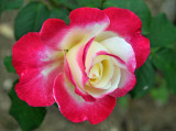Clark Botanic Garden