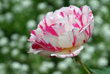 Clark Botanic Garden