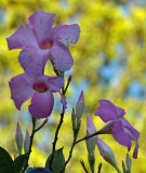 Longwood Gardens