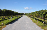 Pellegrini Vineyards