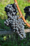 Pellegrini Vineyards
