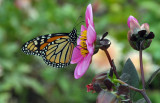 Planting Fields Arboretum