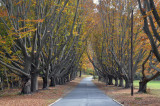 Laurel Hill