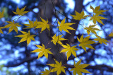 Bailey Arboretum