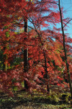 Bailey Arboretum
