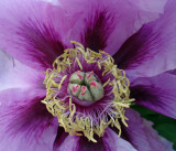 New York Botanical Garden