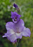 Planting Fields Arboretum