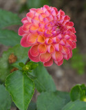 Planting Fields Arboretum