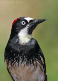 Acorn Woodpecker