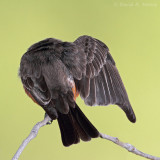 Vermilion Flycatcher, female