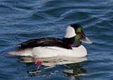 Bufflehead, male