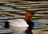 Canvasback