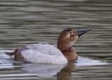 Canvasback