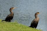 Cormorants.jpg