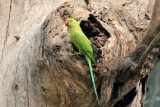 Rose-ringed Parakeet - 51 088