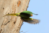 Rose-ringed Parakeet - 54 033