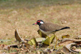Red-wattled Lapwing - 60 053