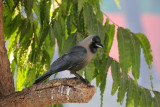 House Crow - 61 005