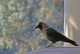 House Crow - 61 009