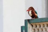 White-throated Kingfisher - 62 092