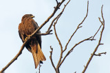 Black Kite - 65 036