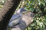 Indian Grey Hornbill - 65 067