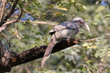 Indian Grey Hornbill - 65 078